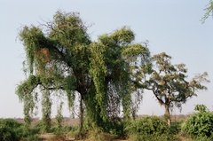 botswana1063
