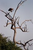 botswana1069