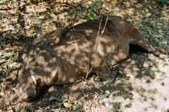 botswana1073