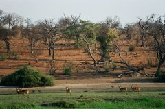 botswana1081
