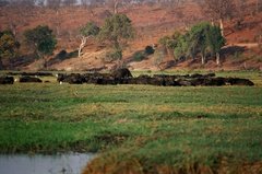 botswana1082