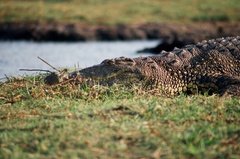 botswana1093