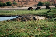 botswana1094