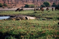 botswana1095