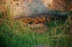 botswana1101