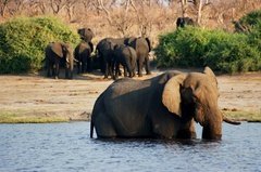 botswana1102
