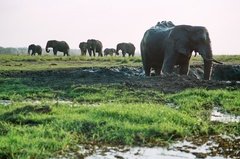 botswana1103