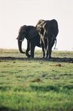 botswana1108