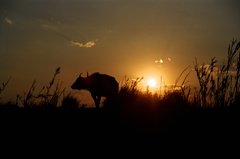 botswana1111