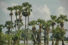 cambodja1535