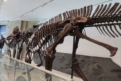 canada1185