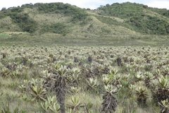 colombia2965