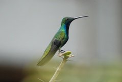 colombia3080
