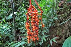 colombia3088