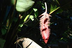costarica3003