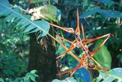 costarica3008