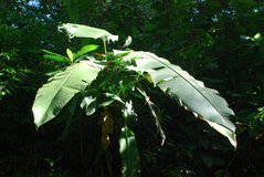 costarica3012