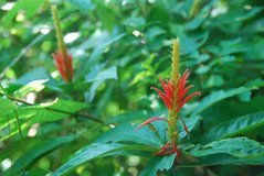 costarica3049