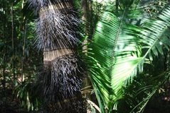 costarica3052