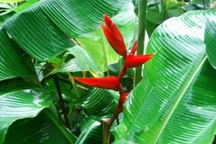costarica3523