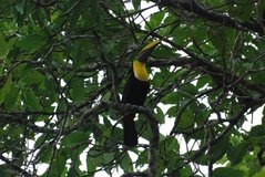 costarica6126