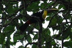 costarica6127
