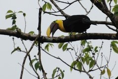 costarica6129
