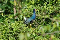 costarica6201