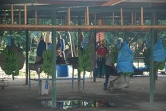 costarica6313
