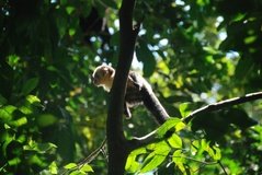 costarica8057