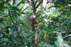 costarica8263