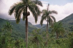 cuba0451