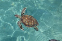 curacao1296