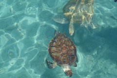 curacao1297