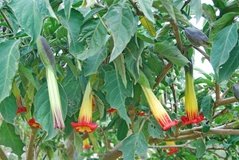 ecuador3526