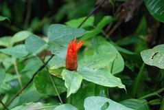 ecuador5036