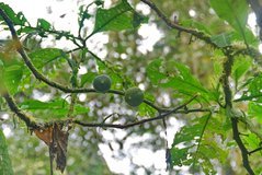 ecuador5038