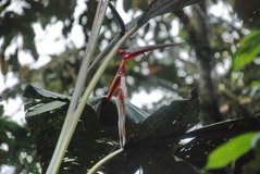 ecuador5050
