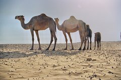 egypte2779