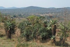 eswatini6014