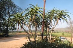 eswatini8002