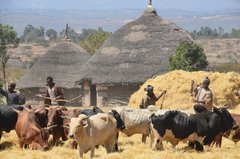 ethiopie0521
