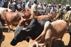 ethiopie0523
