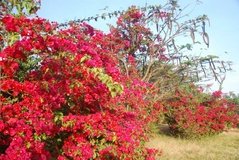 ethiopie0697