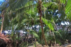 frans-guyana3067