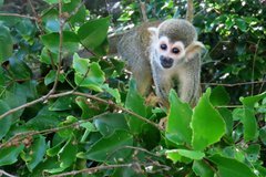 frans-guyana3081
