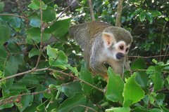frans-guyana3082