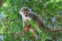 frans-guyana3084