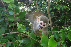 frans-guyana3087