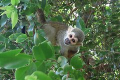 frans-guyana3088